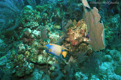 Holacanthus ciliaris