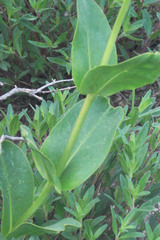 Penstemon cyananthus cyananthus