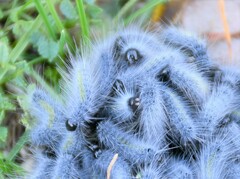 Thaumetopoea herculeana