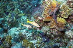 Mulloidichthys martinicus