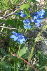 Penstemon cyananthus cyananthus