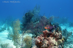 Balistes vetula