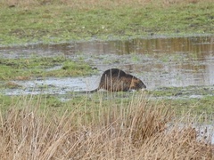 Myocastor coypus