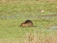 Myocastor coypus