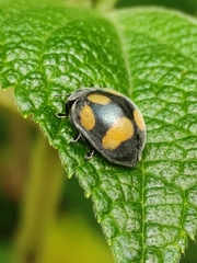 Epilachna consularis