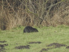 Myocastor coypus
