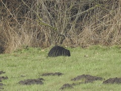 Myocastor coypus