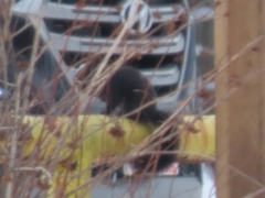 Sciurus carolinensis