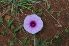 Ipomoea oenotheroides