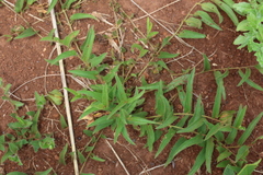 Ipomoea oenotheroides