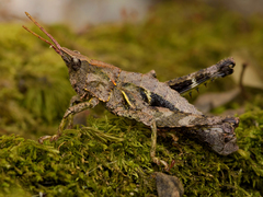 Tropidostethus angusticollis