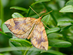 Eulithis populata