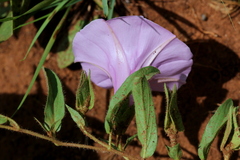 Ipomoea oenotheroides