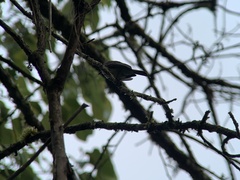 Myiarchus cephalotes