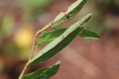 Ipomoea oenotheroides