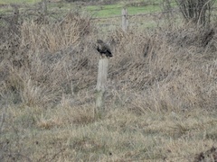 Buteo buteo