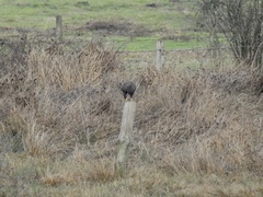 Buteo buteo