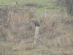Buteo buteo