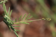 Indigofera zeyheri