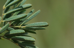 Indigofera zeyheri