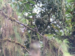 Myiarchus cephalotes