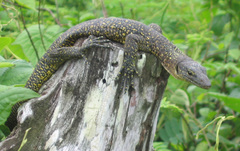 Varanus tsukamotoi