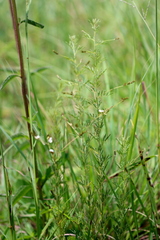 Indigofera zeyheri