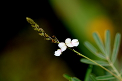 Indigofera zeyheri