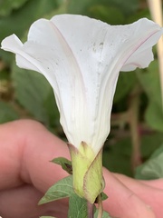 Calystegia × lucana