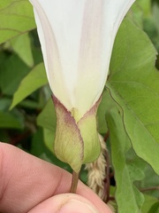 Calystegia × lucana