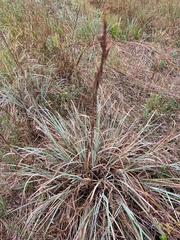 Andropogon