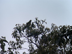 Leptosittaca branickii