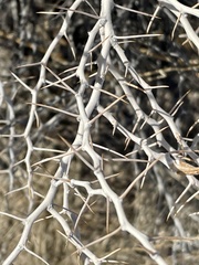 Tetradymia stenolepis