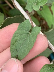 Calystegia × lucana