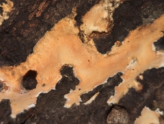 Peniophora incarnata