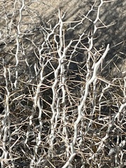 Tetradymia stenolepis