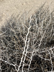 Tetradymia stenolepis