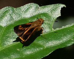 Oriens goloides