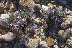 Langloisia setosissima setosissima