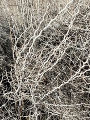 Tetradymia stenolepis