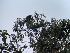 Leptosittaca branickii