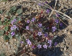 Langloisia setosissima setosissima