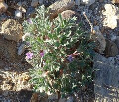 Langloisia setosissima setosissima