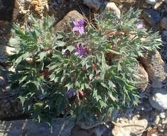 Langloisia setosissima setosissima