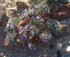 Langloisia setosissima setosissima