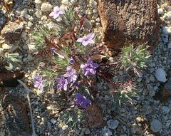 Langloisia setosissima setosissima