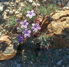 Langloisia setosissima setosissima