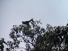 Leptosittaca branickii