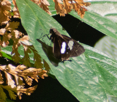 Notocrypta curvifascia