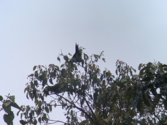 Leptosittaca branickii